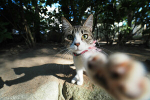 cat, eyes, mustache, paw, pug