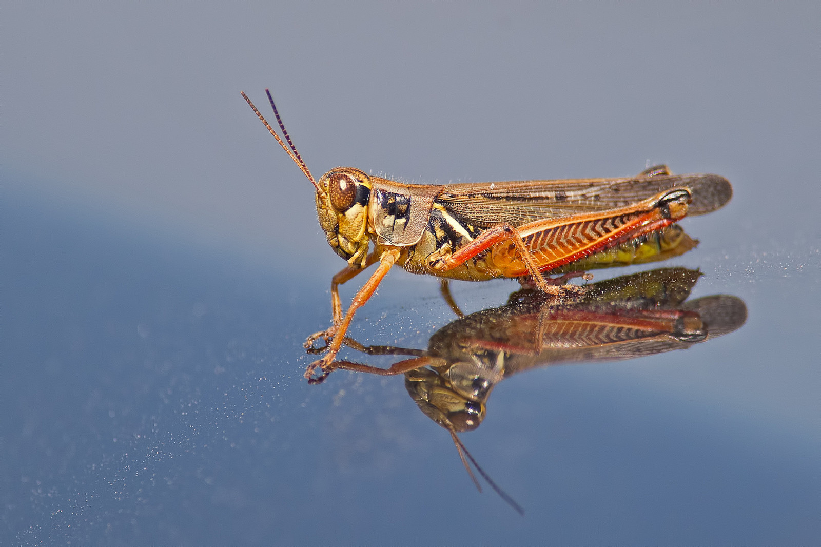 reflection, wings, insect, head, grasshopper