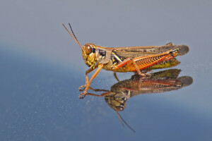 grasshopper, head, insect, reflection, wings