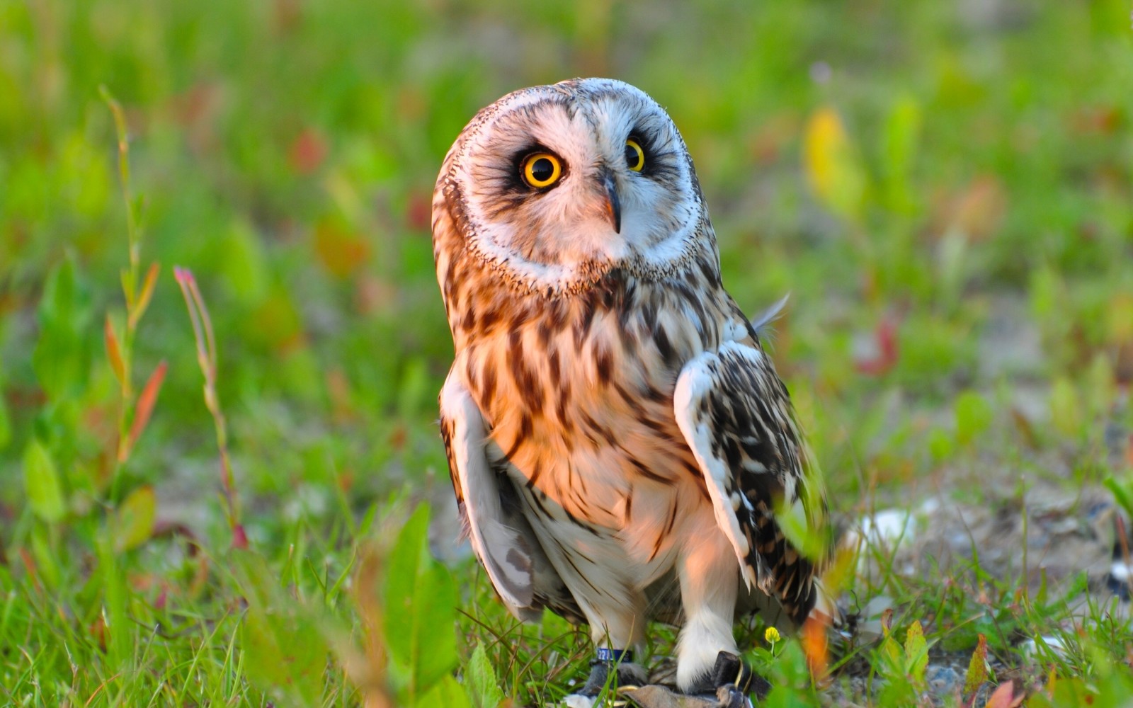 owl, bird, short-eared owl