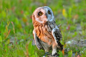 oiseau, hibou, chouette à oreilles courtes