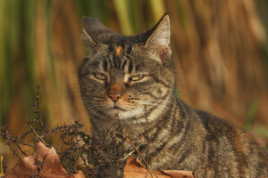 chat, rusé, Regardez