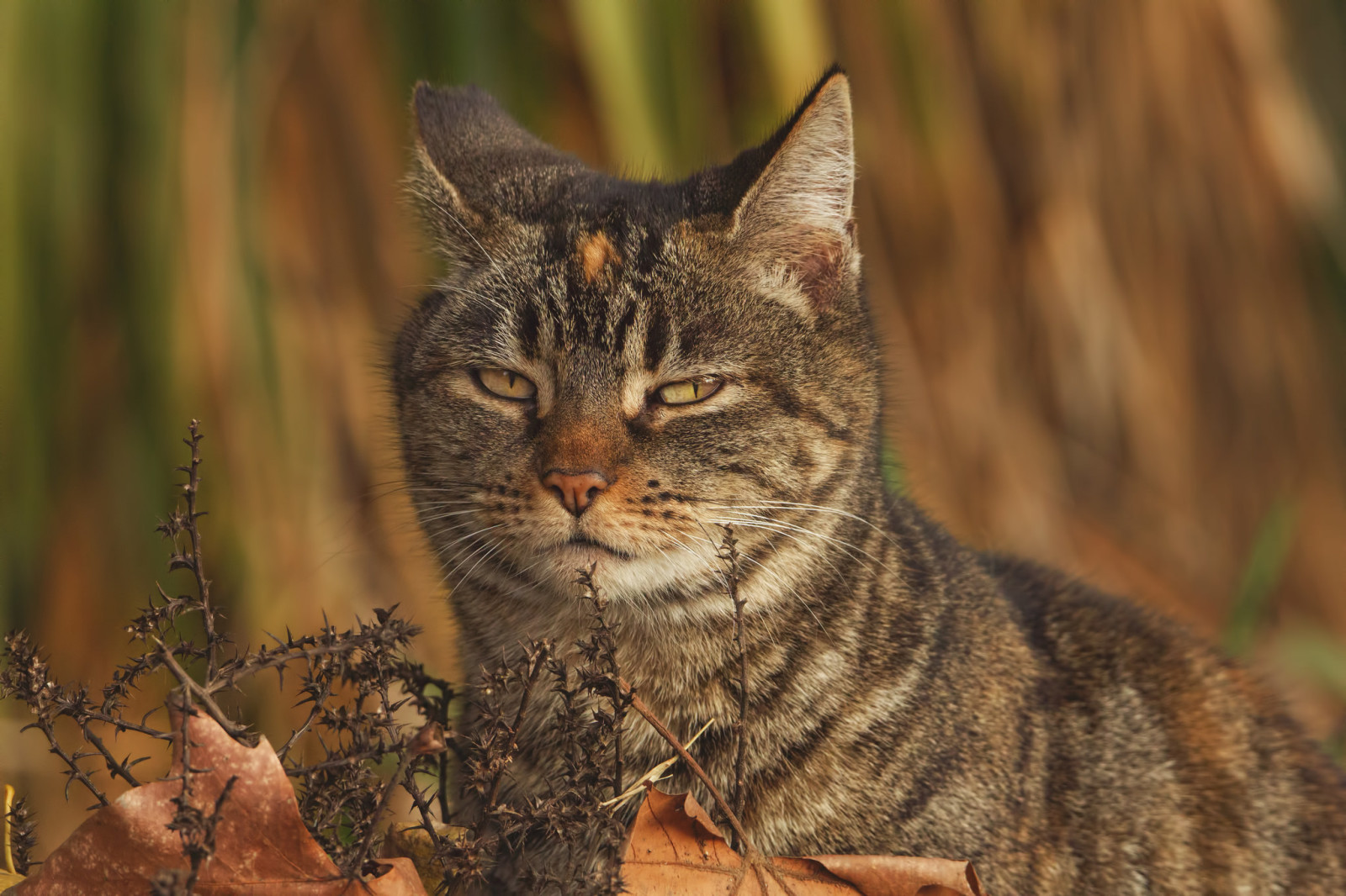 Regardez, chat, rusé