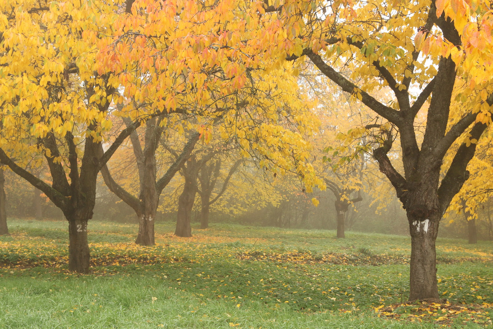 Herbst, Natur, Park, Laub, Bäume, Blätter, Nebel, Fallen