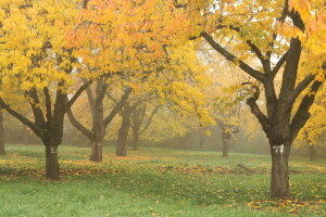 herfst, Vallen, mist, gebladerte, bladeren, natuur, november, Park