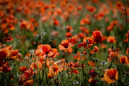 Maki, natuur, zomer