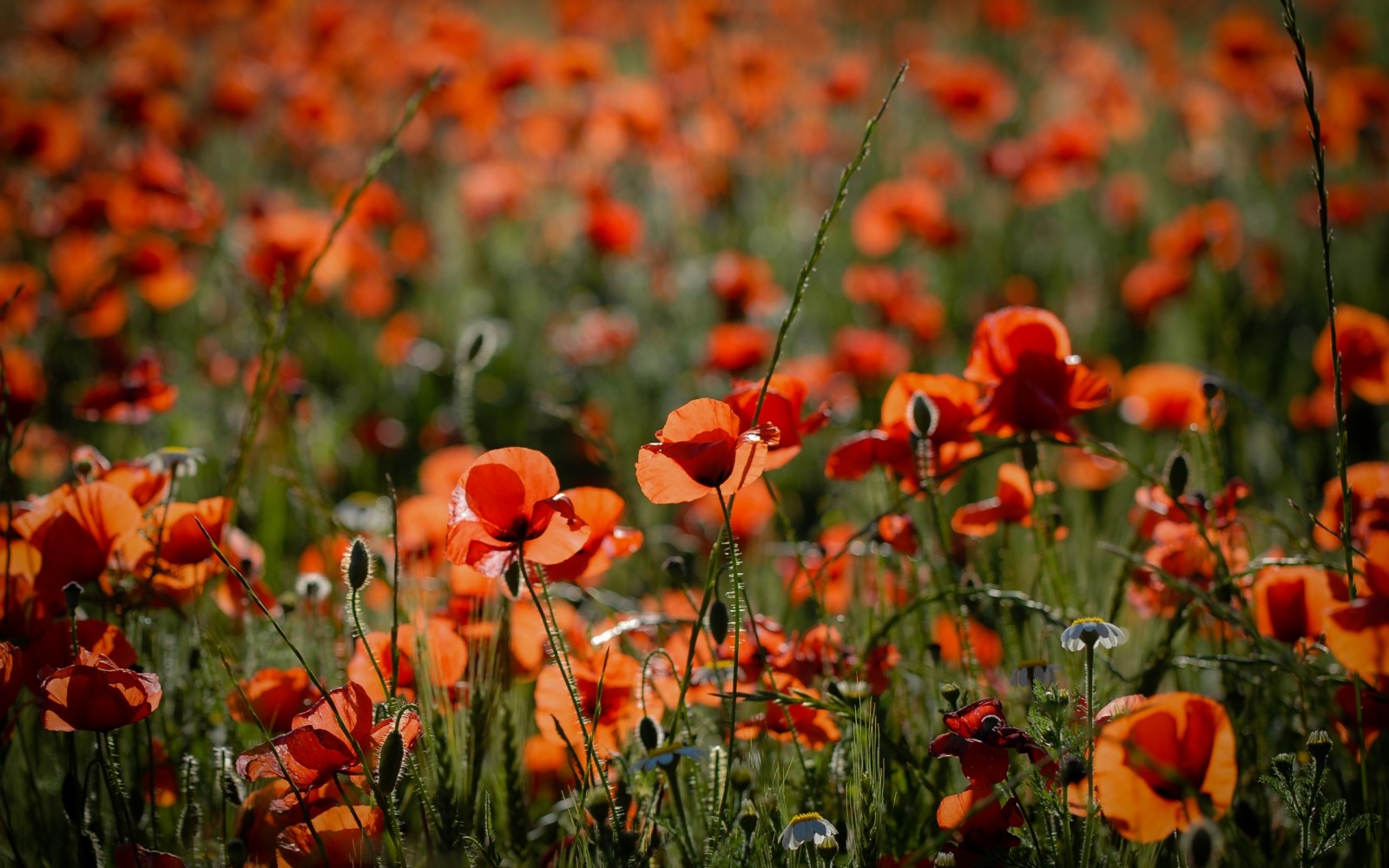 Natur, Sommer-, Maki