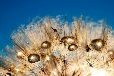 blade of grass, dandelion, drop, Rosa, the sky