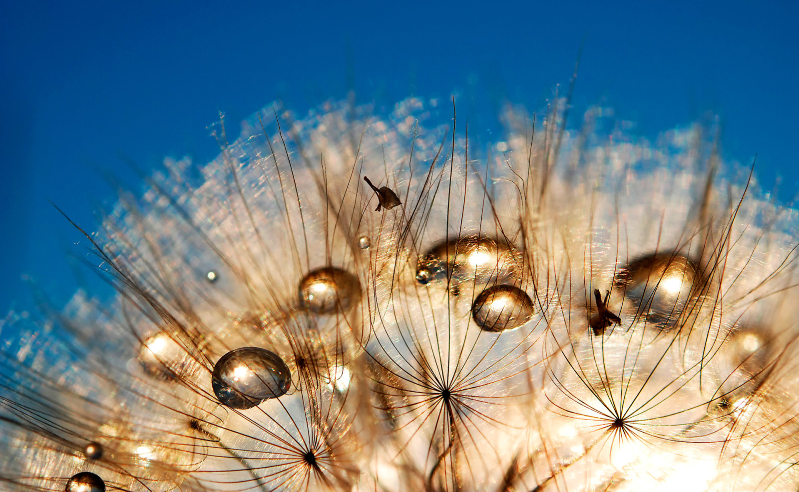 himlen, mælkebøtte, Rosa, dråbe, græsblad