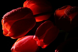 drops, flowers, macro, red, tulips, water