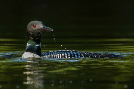 pájaro, Pato, Somorgujo, vodoca, agua