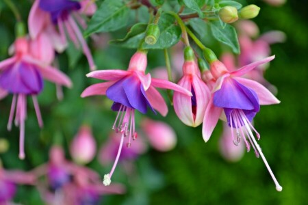 buds, fuchsia, macro