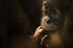 Baby Orang Utah, se, ape