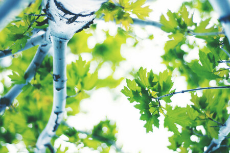 Borke, Blätter, Makro, Baum