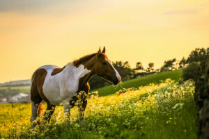 felt, hest, natur