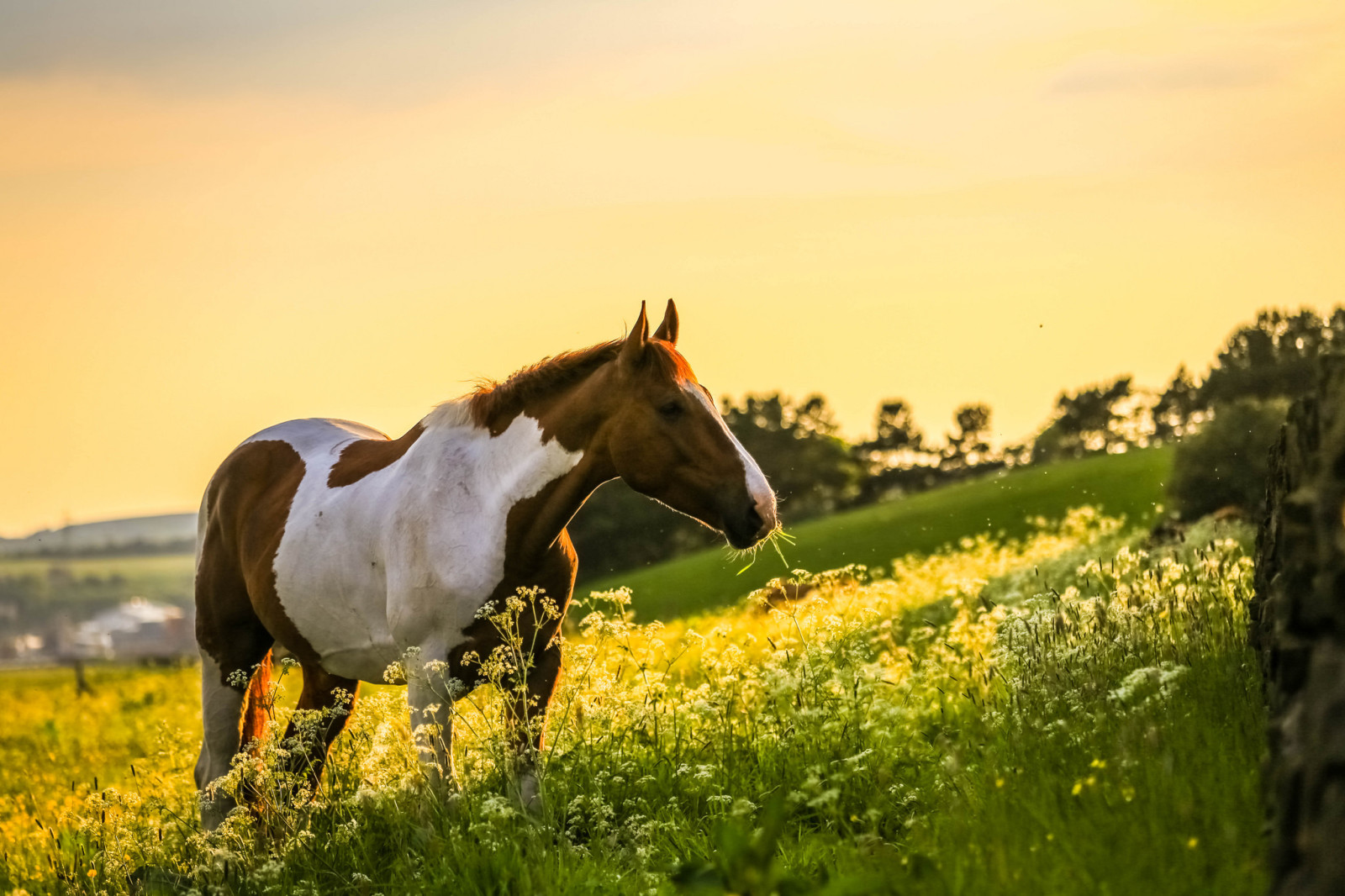 naturaleza, caballo, campo