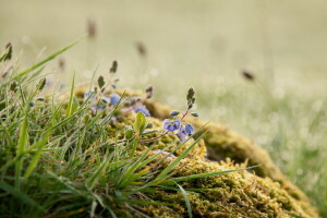 gras, natuur, zomer