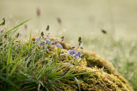 gras, natuur, zomer