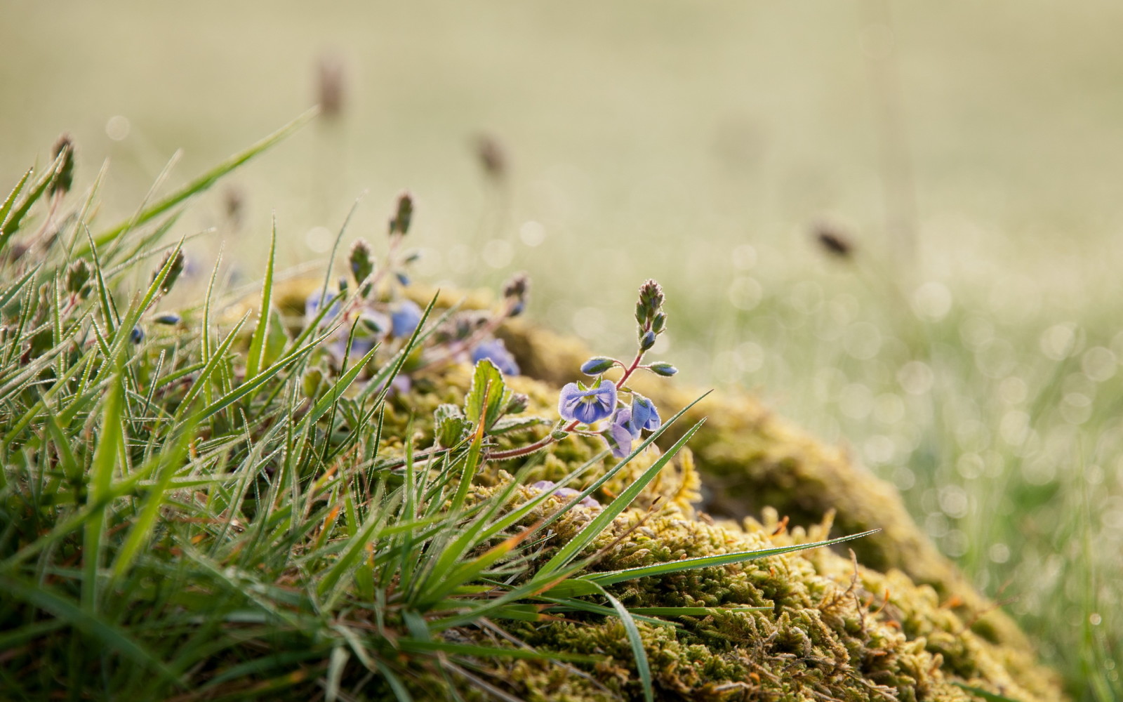 Gras, Natur, Sommer-