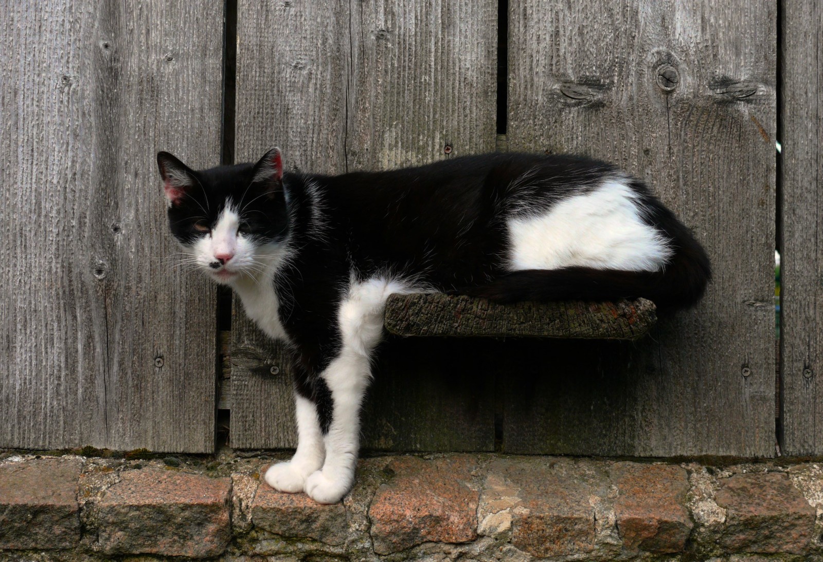 chat, EU, la barrière, Koshak, Matou