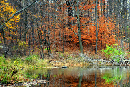 autumn, forest, pond, reflection, trees