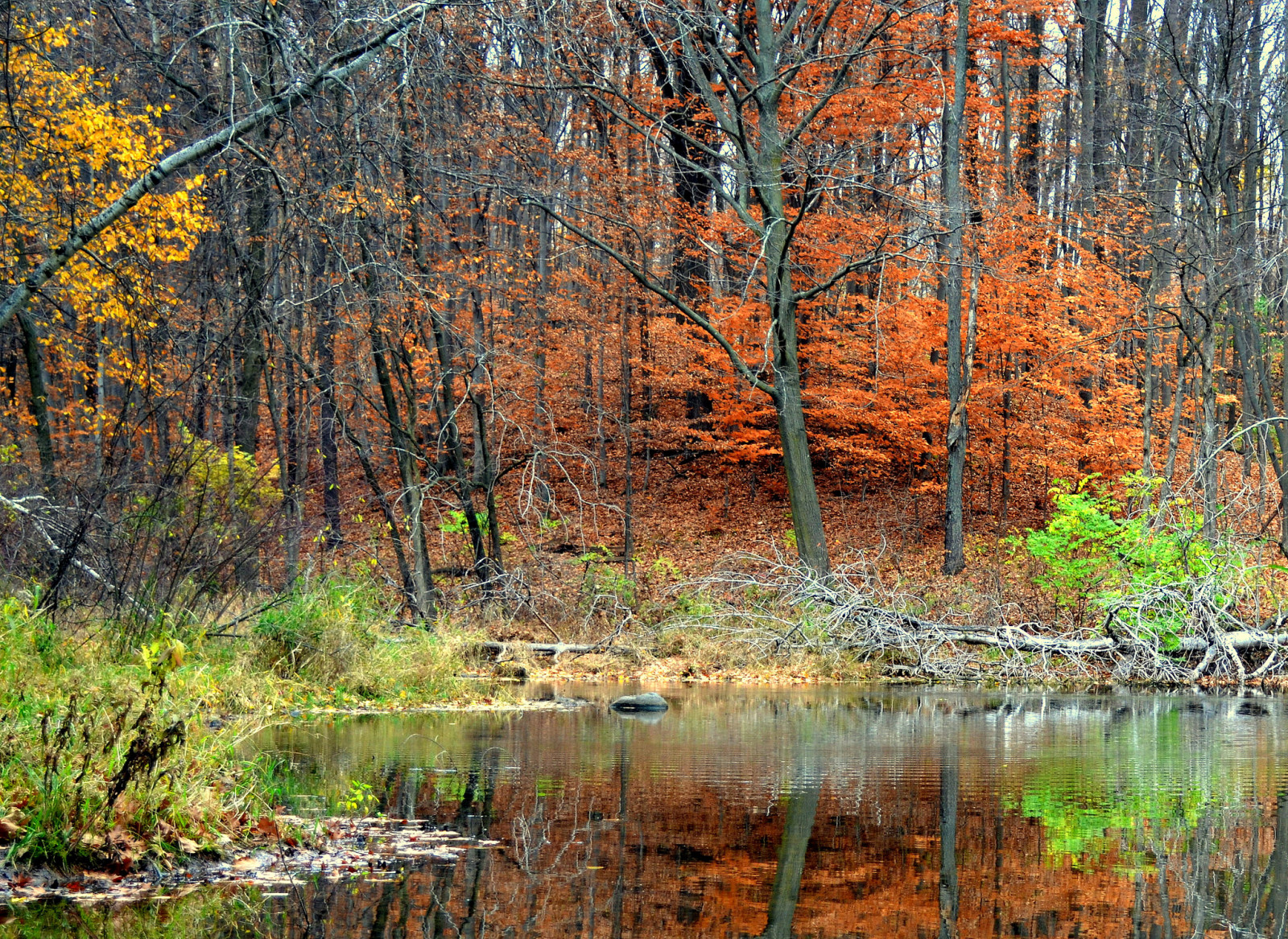 herfst, Woud, reflectie, bomen, vijver