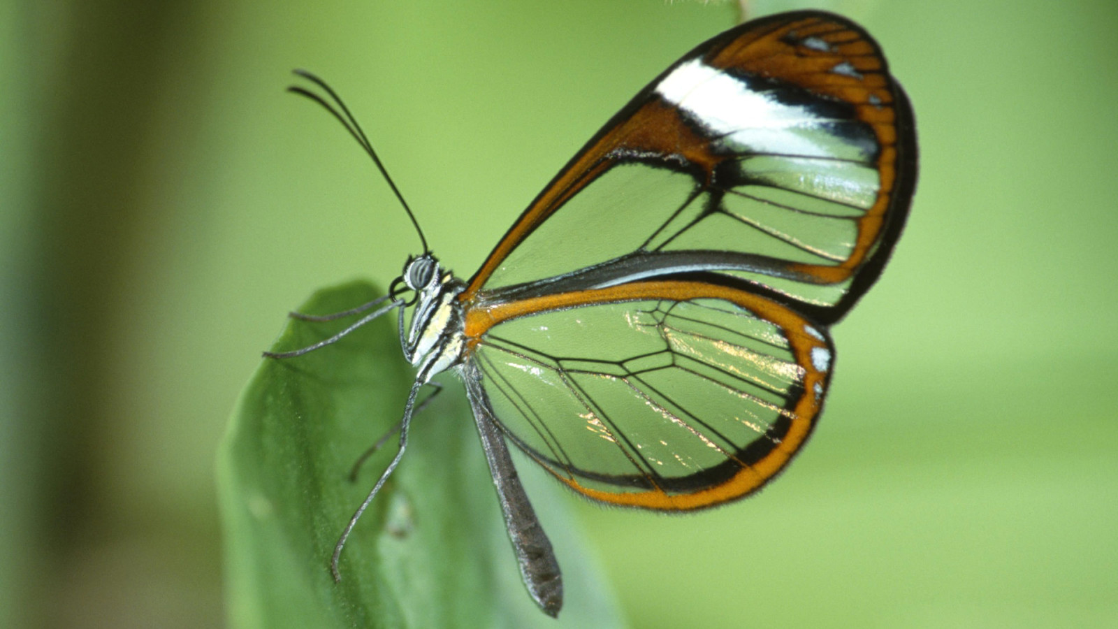 PAPILLON, ailes, feuille, papillon de nuit