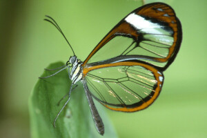 BORBOLETA, traça, Folha, asas