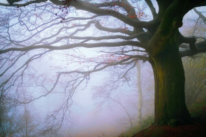 jesień, Anglia, mgła, las, Malvern Hills, listopad