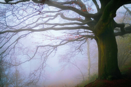 ősz, Anglia, köd, erdő, Malvern Hills, november