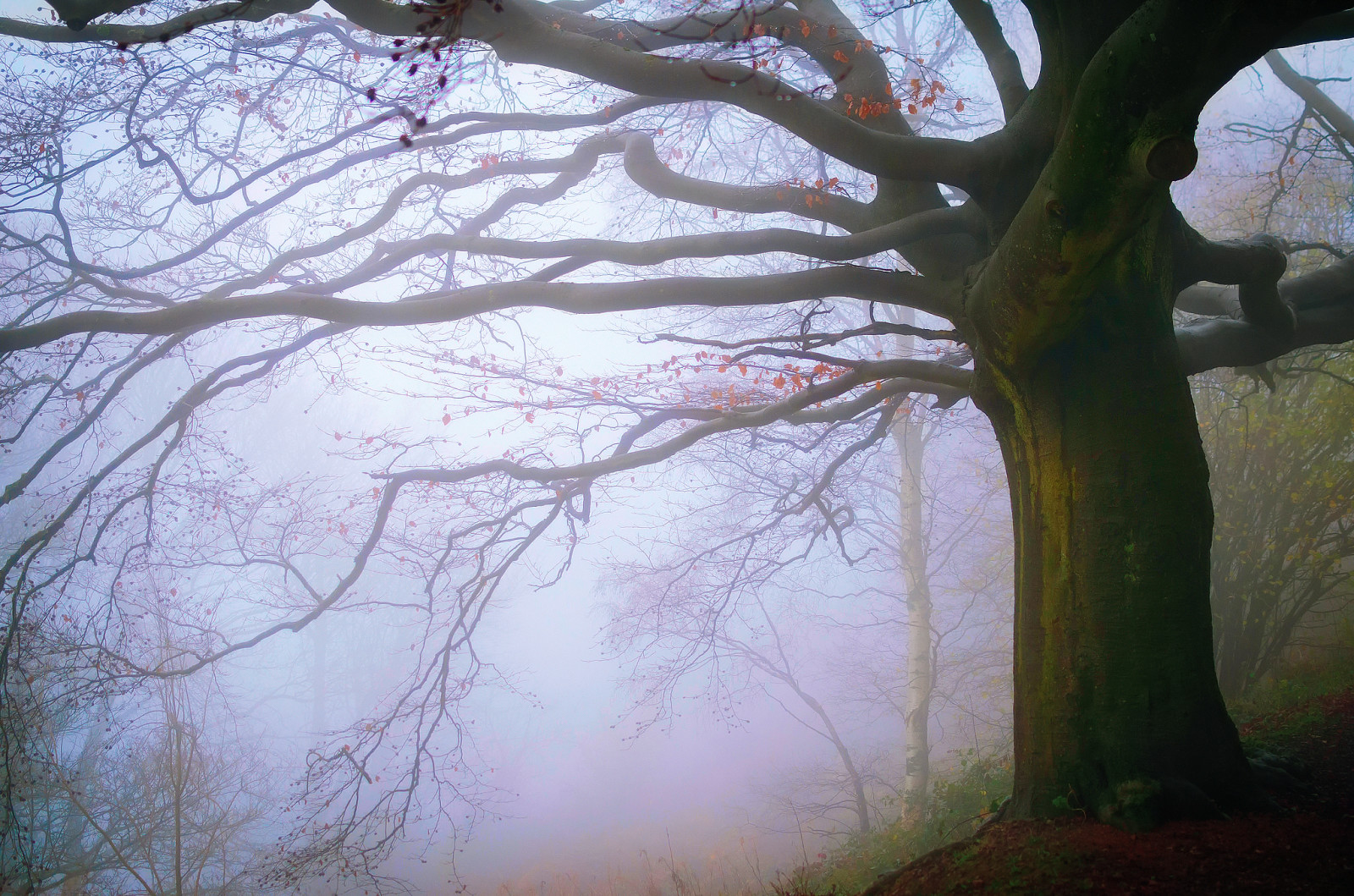 podzim, les, Anglie, mlha, listopad, Malvern Hills