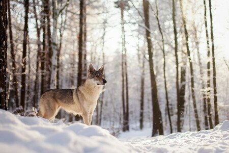 Hund, jeder, aussehen