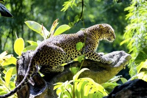 yakışıklı, Leopar, yırtıcı hayvan, engel, yaban kedisi