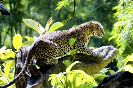 bonito, Leopardo, predador, obstáculo, gato selvagem