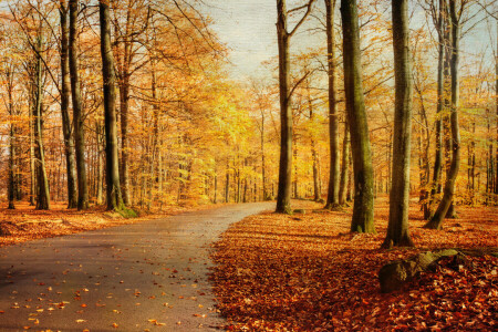 otoño, naturaleza, la carretera, arboles