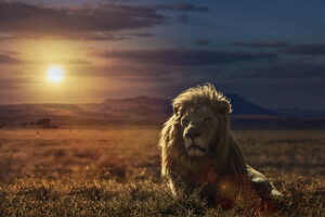 Leo, nature, sunset