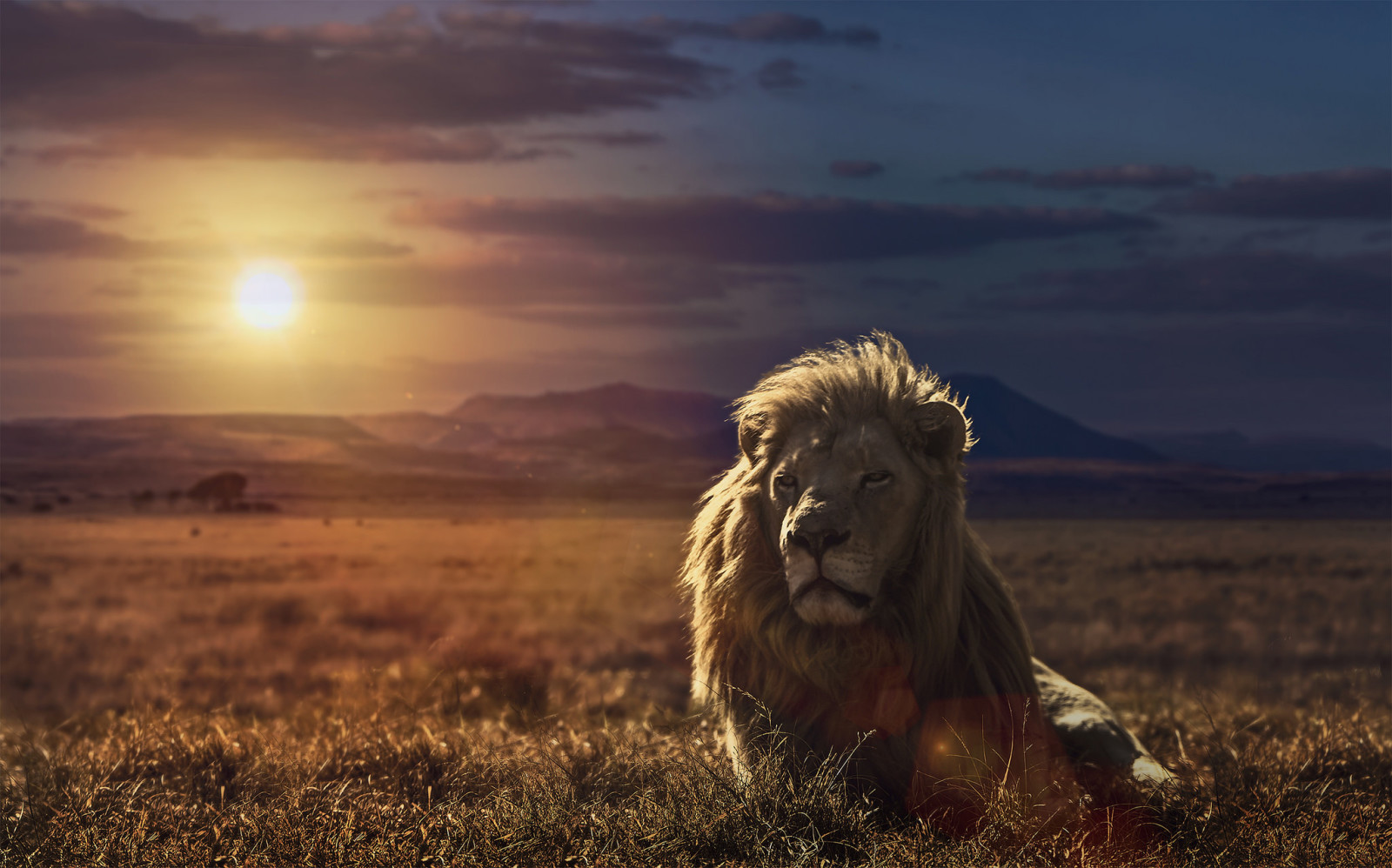 nature, sunset, Leo