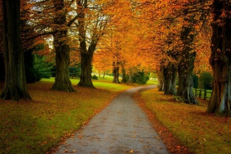 ruelle, l'automne, feuilles, parc, route, des arbres