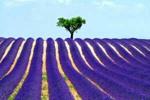 Mark, lavendel, himlen, træ