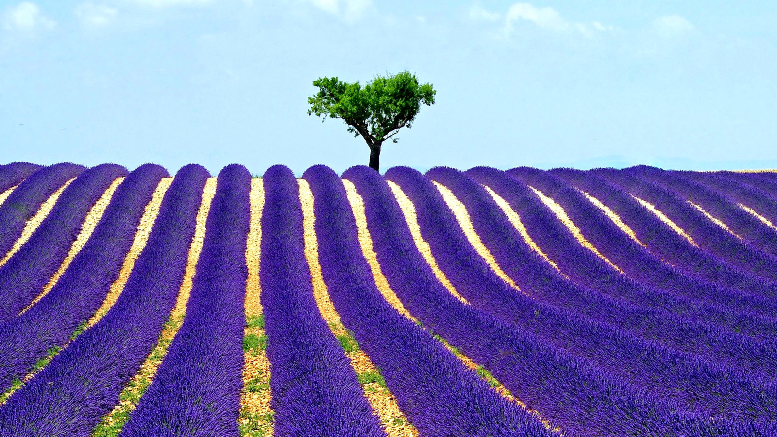 arbre, Le ciel, champ, lavande