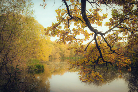 l'automne, branches, forêt, Lac, feuilles, des arbres, Jaune