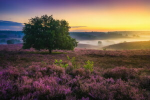 veld-, zonsondergang, boom