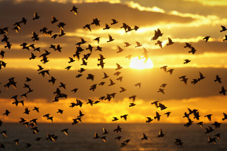 des oiseaux, des nuages, pack, le coucher du soleil, Le ciel, le soleil