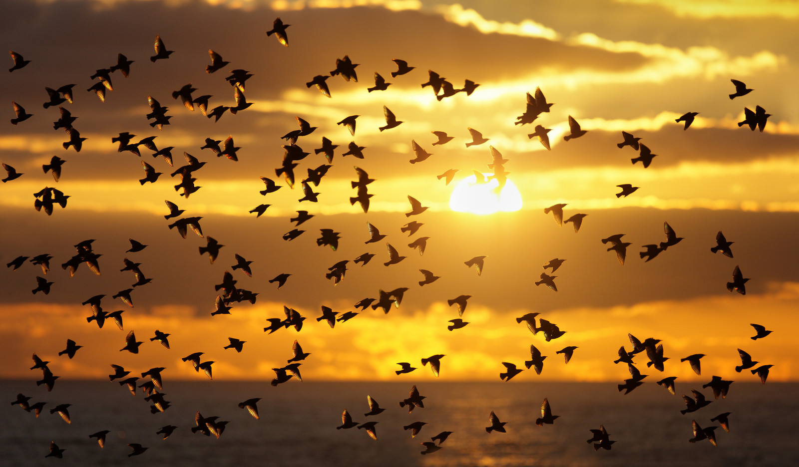 the sky, sunset, clouds, birds, the sun, pack