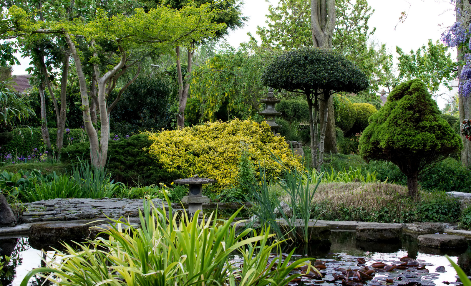 herbe, parc, des arbres, étang, Jardin, les buissons, les roseaux