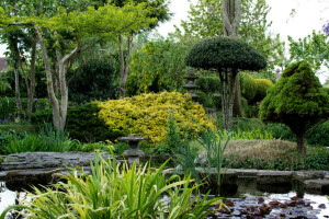 Jardin, herbe, parc, étang, les buissons, les roseaux, des arbres