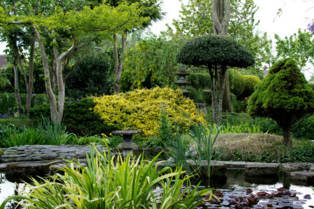 Garden, grass, Park, pond, the bushes, the reeds, trees