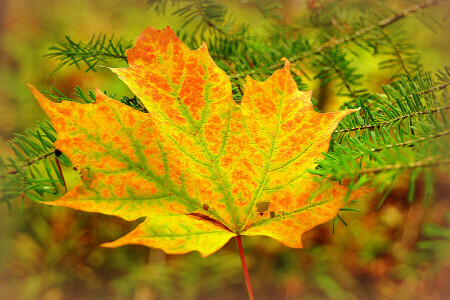 autumn, branch, maple, Needles, sheet