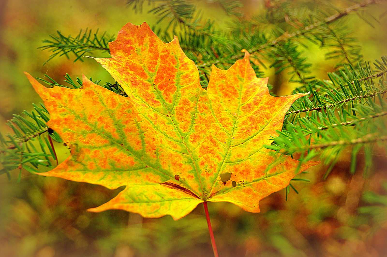 herfst, naalden, Afdeling, esdoorn-, vel