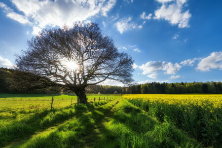 veld-, zomer, boom